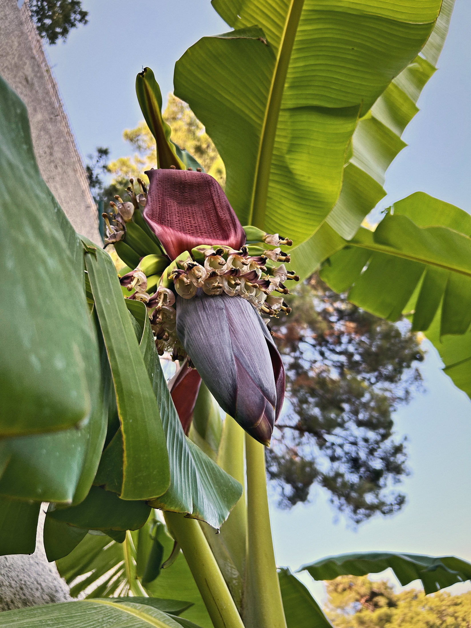 A banana flower opening beneath broad leaves