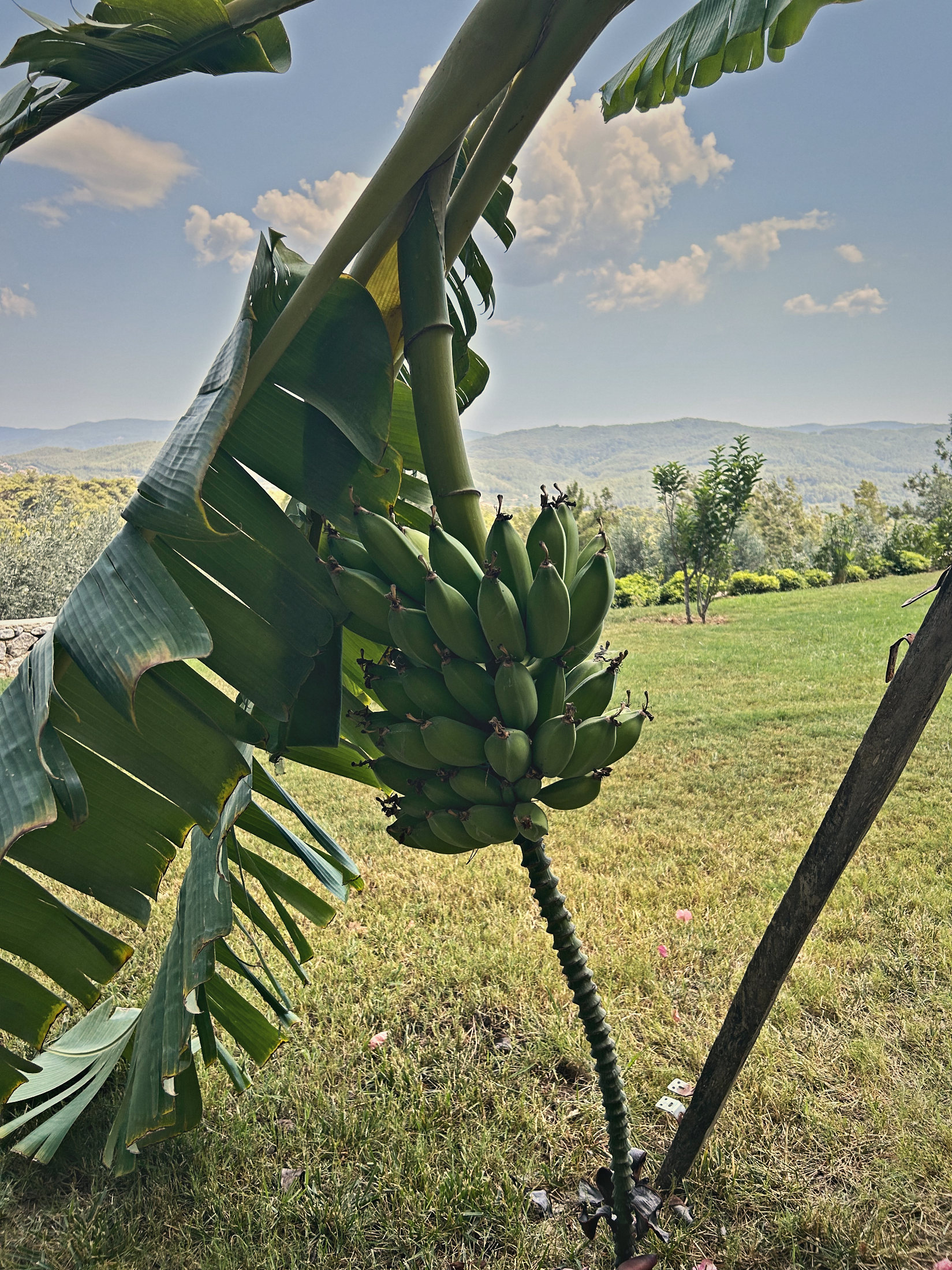 A bunch of green bananas with the hills behind
