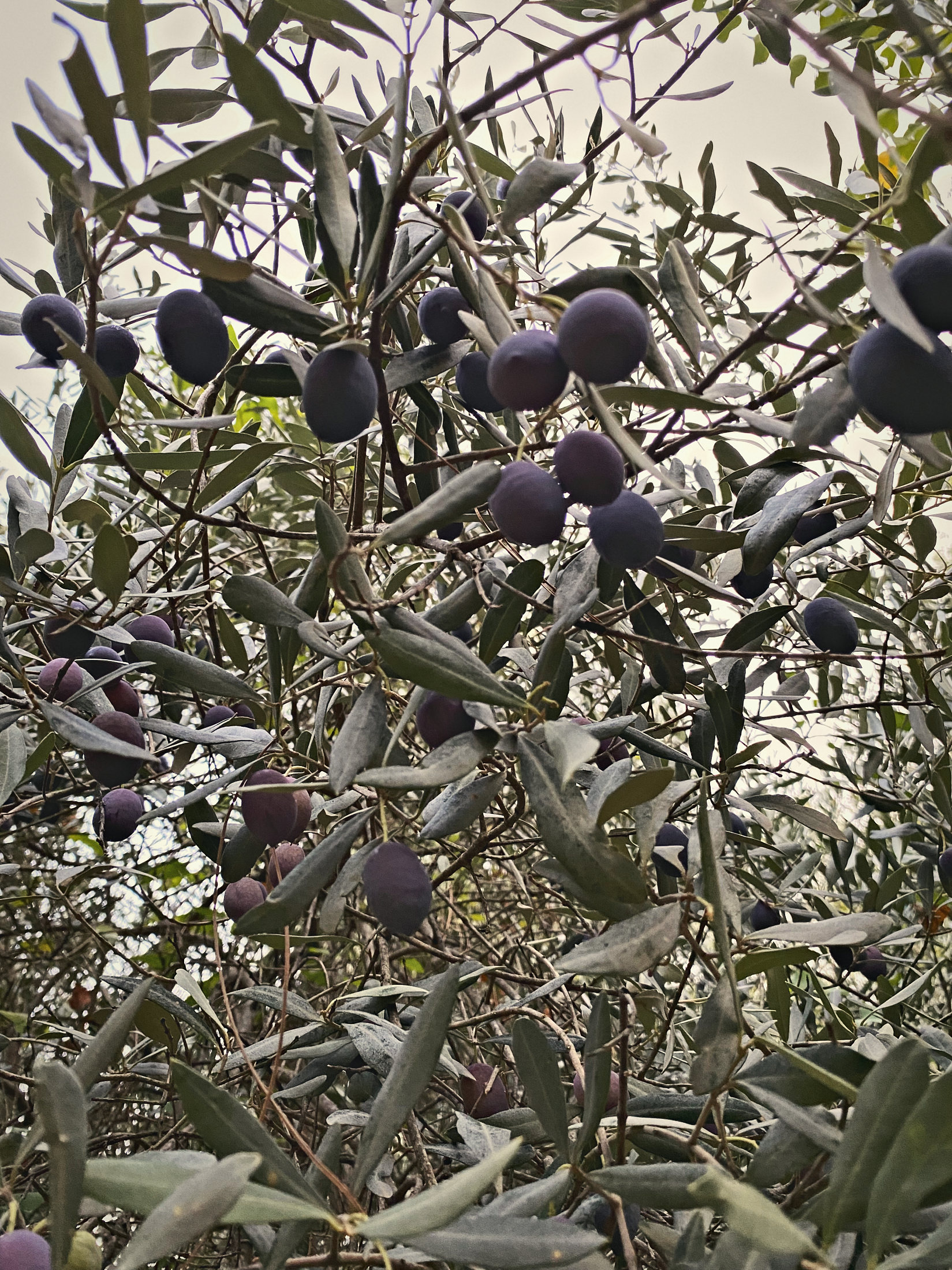 Ripe purple-black olives among silver leaves, ready for picking
